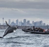 Sydney Whale-Watching by Speed Boat - Attractions Brisbane