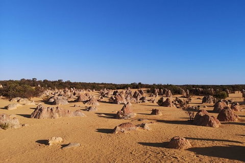 Pinnacles Day Trip From Perth Including Yanchep National Park - Attractions Brisbane 3