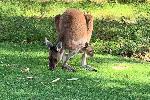 Pinnacles Day Trip From Perth Including Yanchep National Park - Attractions Brisbane 4