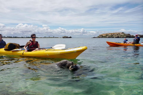 Seal Island And Penguin Island Or Point Peron Sea Kayak Tour - Attractions Brisbane 0