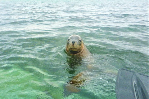 Seal Island And Penguin Island Or Point Peron Sea Kayak Tour - Attractions Brisbane 1