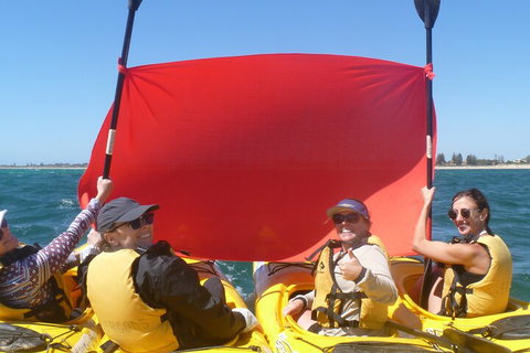 Seal Island And Penguin Island Or Point Peron Sea Kayak Tour - Attractions Brisbane 2