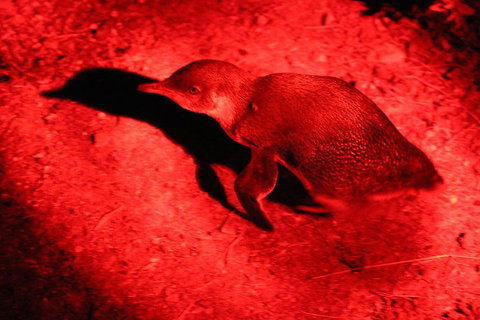 Small-Group Kangaroo Island 4WD Night Tour - Attractions Brisbane 0