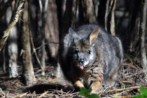 Small-Group Kangaroo Island 4WD Night Tour - Attractions Brisbane 1