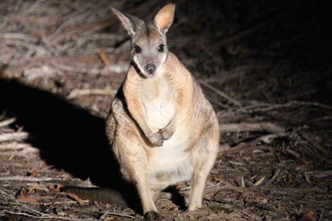 Small-Group Kangaroo Island 4WD Night Tour - Attractions Brisbane 3
