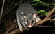 Small-Group Kangaroo Island 4WD Night Tour - thumb 5