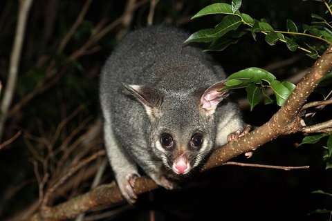 Small-Group Kangaroo Island 4WD Night Tour - Attractions Brisbane 5
