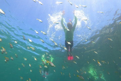 Manly Snorkel Trip And Nature Walk With Local Guide - Attractions Brisbane 0