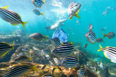 Manly Snorkel Trip And Nature Walk With Local Guide - Attractions Brisbane 2
