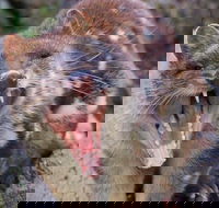 After Dark Tasmanian Devil Feeding Tour at Cradle Mountain - Attractions Brisbane