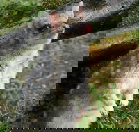 1-Hour Tasmanian Devil Feeding Day Tour at Cradle Mountain - Attractions Brisbane