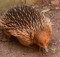 Puffing Billy And Healesville Sanctuary Scenic Tour - Attractions Brisbane