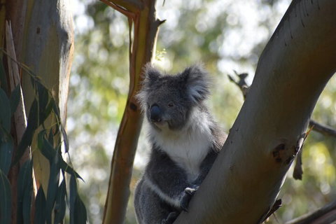 Healesville Sanctuary And Phillip Island Wildlife Bus Tour - Attractions Brisbane 0