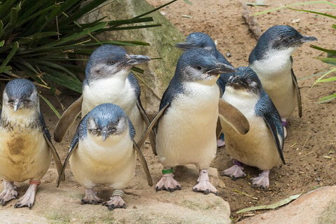 Healesville Sanctuary And Phillip Island Wildlife Bus Tour - Attractions Brisbane 2