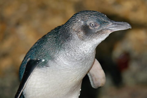 Healesville Sanctuary And Phillip Island Wildlife Bus Tour - Attractions Brisbane 4