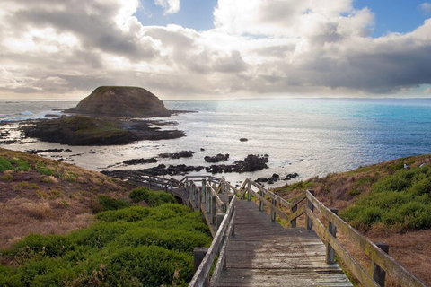Healesville Sanctuary And Phillip Island Wildlife Bus Tour - Attractions Brisbane 5