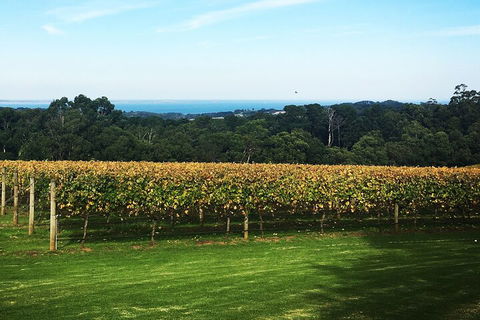 Yarra Valley Wine Tour Inc Lunch With A Glass Of Wine, Tastings And Chocolate - Attractions Brisbane 2