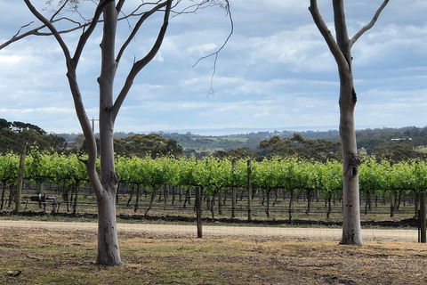 Yarra Valley Wine Tour Inc Lunch With A Glass Of Wine, Tastings And Chocolate - Attractions Brisbane 3