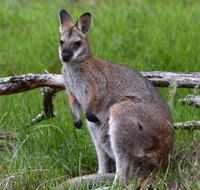 Ultimate Blue Mountains and Wildlife Tour - Attractions Brisbane