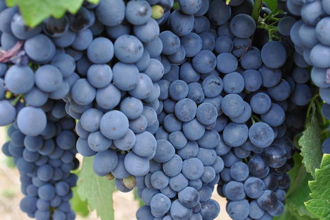 Barossa Valley Cellar Doors Luxury Wine Tour - Attractions Brisbane 4