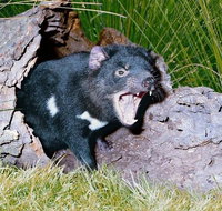 Private Blue Mountains Tour with Kangaroo and Koala Experience - Attractions Brisbane