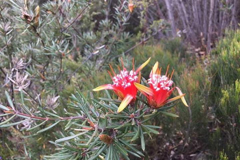 Private Blue Mountains Tour With Kangaroo And Koala Experience - Attractions Brisbane 4