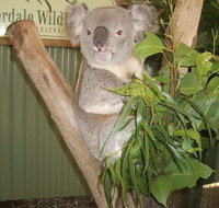 Private All Blue Mountains Day Tour - Attractions Brisbane