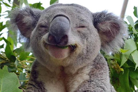 Private All Blue Mountains Day Tour - Attractions Brisbane 2