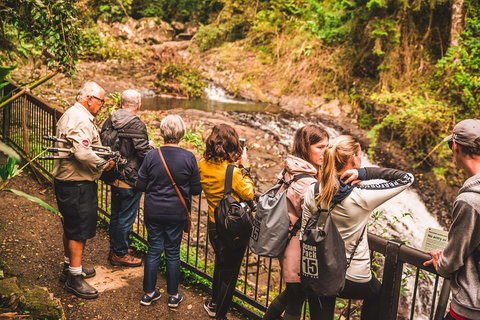 Full-day Springbrook National Park Tour From The Gold Coast - Attractions Brisbane 0