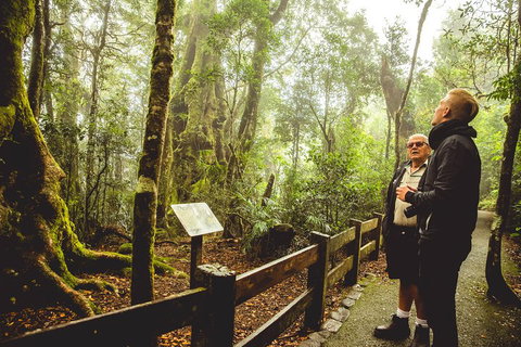 Full-day Springbrook National Park Tour From The Gold Coast - Attractions Brisbane 1