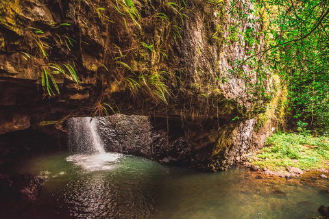 Full-day Springbrook National Park Tour From The Gold Coast - Attractions Brisbane 4