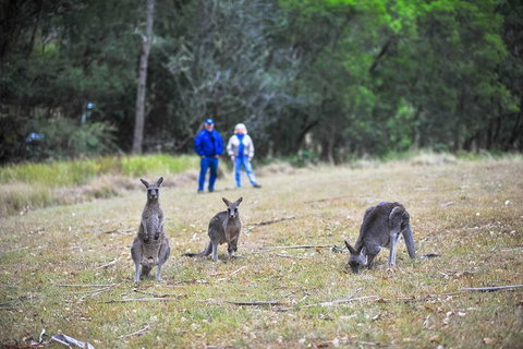 Private Blue Mountains And Winery Day-Trip From Sydney - Attractions Brisbane 5