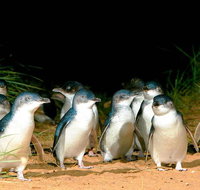 Phillip Island Penguins Private Tour - Attractions Brisbane