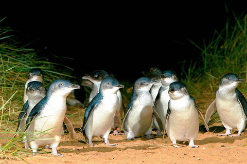 Phillip Island Penguins Private Tour - Attractions Brisbane 0
