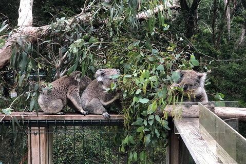 Phillip Island Penguins Private Tour - Attractions Brisbane 3