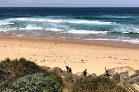 Phillip Island Penguins Private Tour - Attractions Brisbane 4