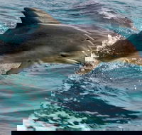 1.5HR Mudjimba Island Wildlife Safari - Attractions Brisbane
