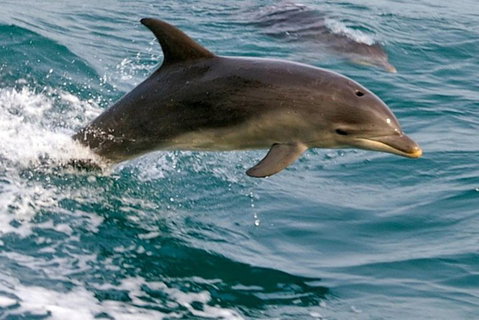 1.5HR Mudjimba Island Wildlife Safari - Attractions Brisbane 0