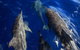 1.5HR Mudjimba Island Wildlife Safari - thumb 3