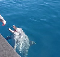 Noosa Wild Dolphin Safari - Attractions Brisbane