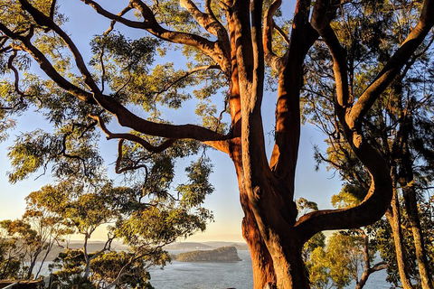 Manly & Sydney's Northern Beaches With 'Personalised Sydney Tours' - Attractions Brisbane 4