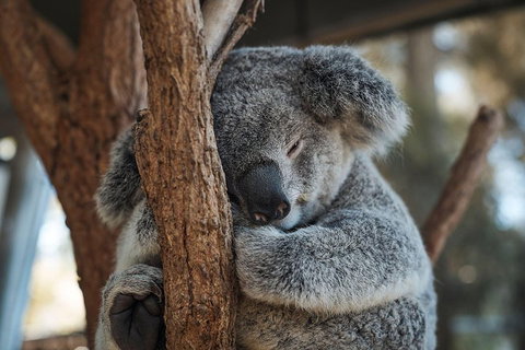 Sydney Taronga Zoo General Entry Ticket - Attractions Brisbane 3