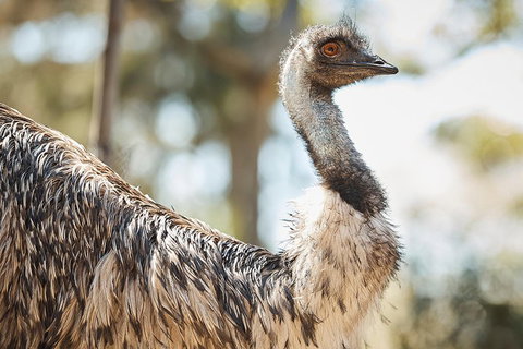Sydney Taronga Zoo General Entry Ticket - Attractions Brisbane 4