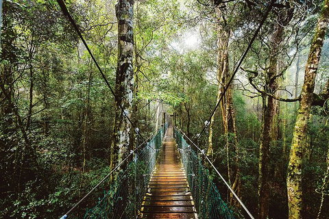 O'Reilly's & Lamington National Park From Gold Coast - Attractions Brisbane 0
