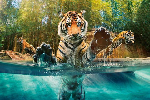 Croc Express To Australia Zoo From Gold Coast - Attractions Brisbane 3