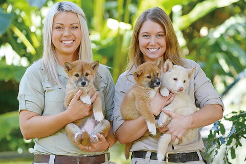 Croc Express To Australia Zoo From Gold Coast - Attractions Brisbane 4