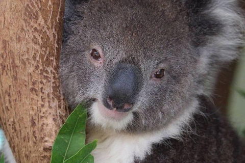 All Inclusive Blue Mountains Small-Group Day Trip From Sydney - Attractions Brisbane 1