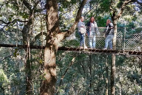 Lamington National Park, O'Reilly's & Vineyard Tour - Attractions Brisbane 2