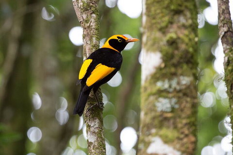 Lamington National Park, O'Reilly's & Vineyard Tour - Attractions Brisbane 4