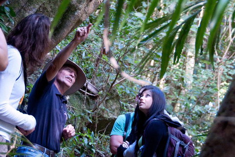Natural Bridge & Springbrook Waterfalls Tour - Attractions Brisbane 4
